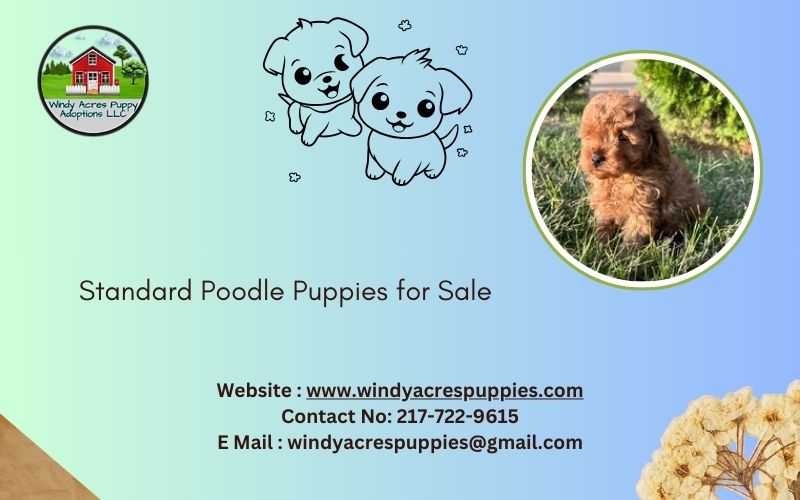 Adorable Standard Poodle Puppies For Sale – Loving Homes Wanted!